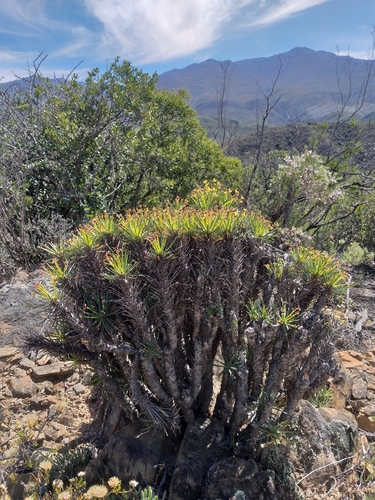 Euphorbia multifolia, photograph 2