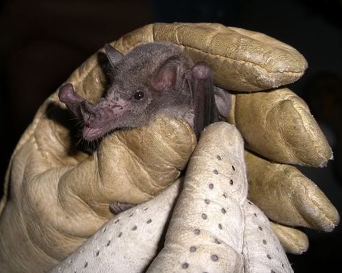 Mexican Long-tongued Bat