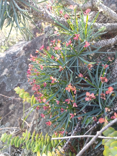 Euphorbia multifolia, photograph 3