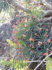 Euphorbia multifolia
