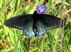 Battus philenor hirsuta