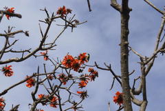 Erythrina caffra