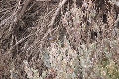 Stipiturus malachurus westernensis