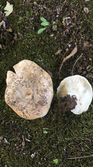 Russula