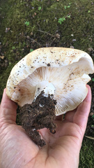 Russula
