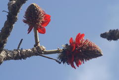 Erythrina latissima
