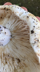 Russula