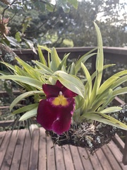 Miltoniopsis