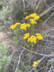 Nidorella resedifolia