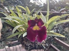 Miltoniopsis