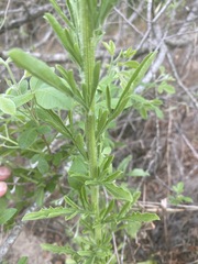 Nidorella resedifolia