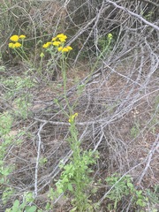 Nidorella resedifolia