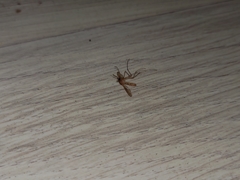 Nematocera