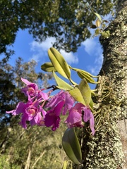 Cattleya