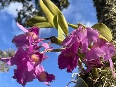 Cattleya