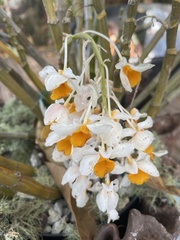 Dendrobium thyrsiflorum