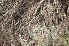 Stipiturus malachurus westernensis