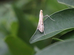 Euclasta vitralis