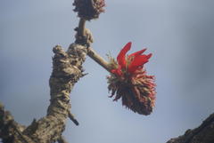 Erythrina latissima
