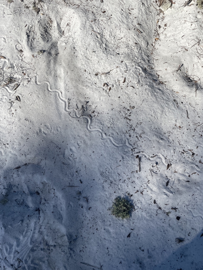 Florida Sand Skink in September 2021 by spbjohnson · iNaturalist