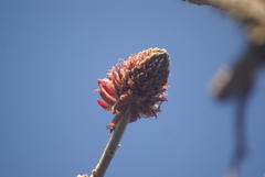 Erythrina latissima