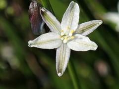 Caesia parviflora parviflora