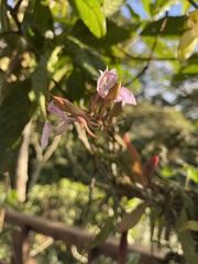 Comparettia macroplectron