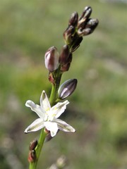 Caesia parviflora parviflora