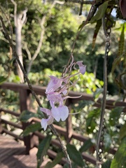 Comparettia macroplectron