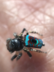 Maratus mungaich
