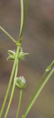 Alepidea serrata cathcartensis
