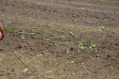 Alepidea serrata cathcartensis