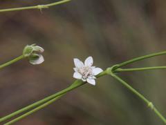 Alepidea serrata cathcartensis