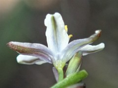 Caesia parviflora parviflora