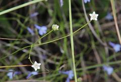 Alepidea serrata cathcartensis