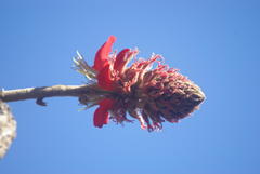 Erythrina latissima