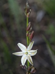 Caesia parviflora parviflora