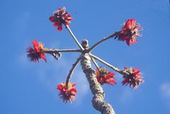 Erythrina latissima