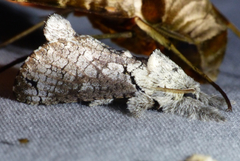 Inguromorpha polybia