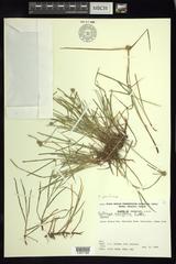 Cyperus brevifolioides