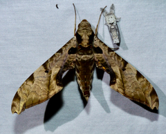 Protambulyx eurycles