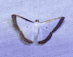 Leuciris