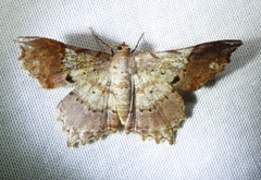 Semiothisa concisaria
