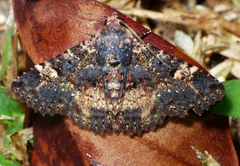 Metalectra carneomacula