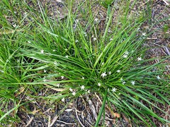 Caesia parviflora parviflora