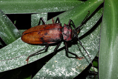 Ialyssus tuberculatus