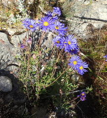 Felicia bergeriana