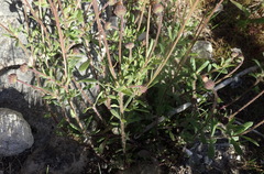 Felicia bergeriana