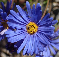 Felicia bergeriana