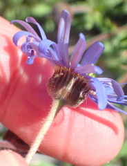 Felicia bergeriana